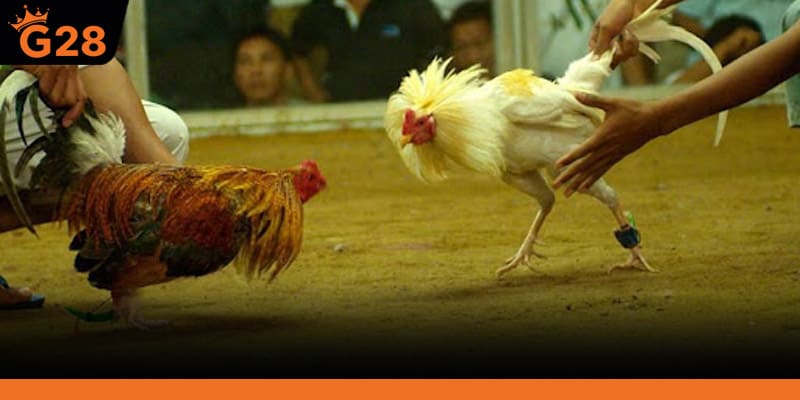 Các loại kèo phổ biến khi chơi live đá gà thomo G28