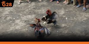 Đá Gà Philippines Trực Tiếp