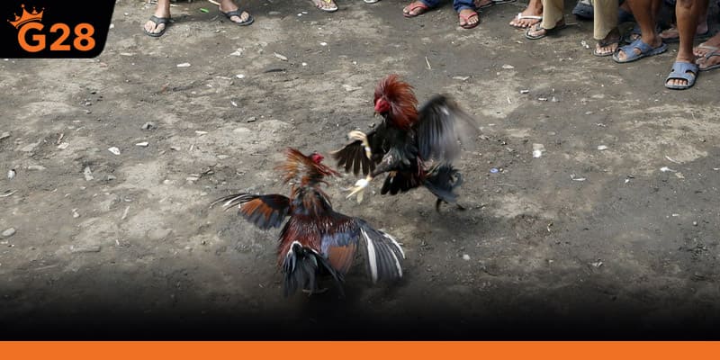 Đá Gà Philippines Trực Tiếp