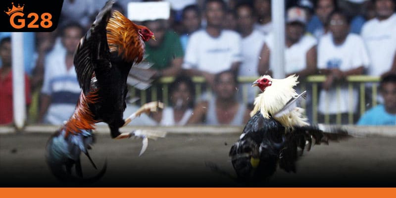 Đặc trưng của gà tre khiến kèo biến động nhanh