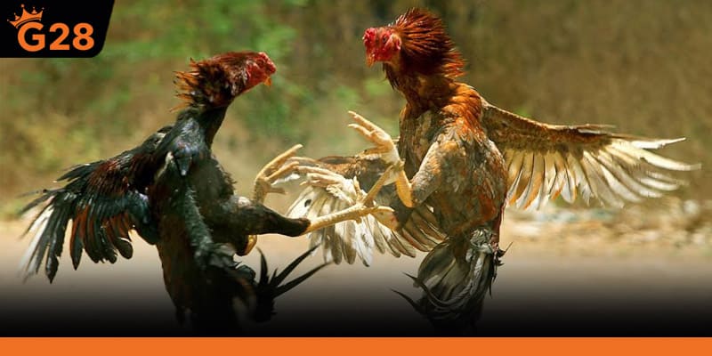 Kết quả không chỉ phụ thuộc “gà nào mạnh hơn” mà còn do lối đánh