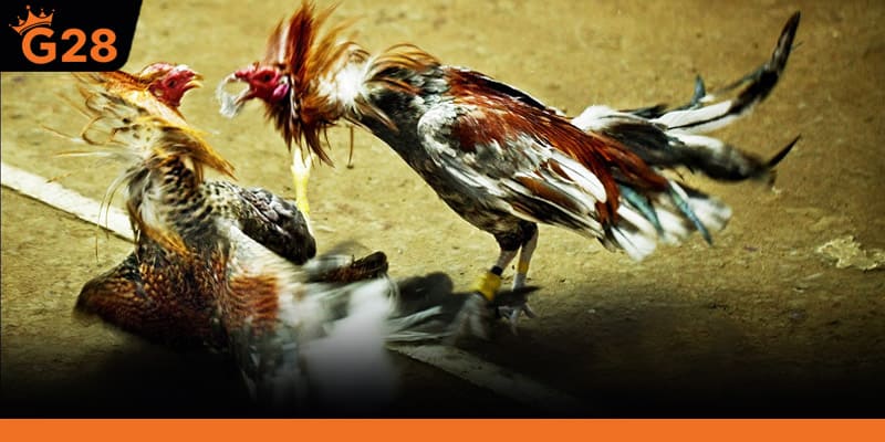 Khái niệm và cách hoạt động của live đá gà thomo