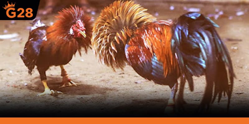 Thuật ngữ quan trọng cần nắm