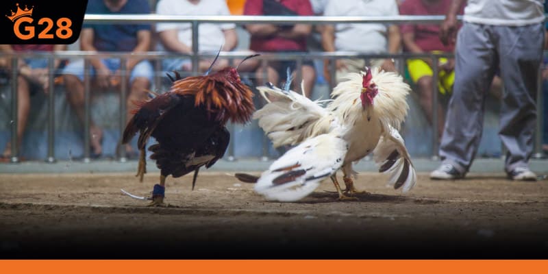 Xem đá gà philippines trực tiếp giữ được nhịp hay không